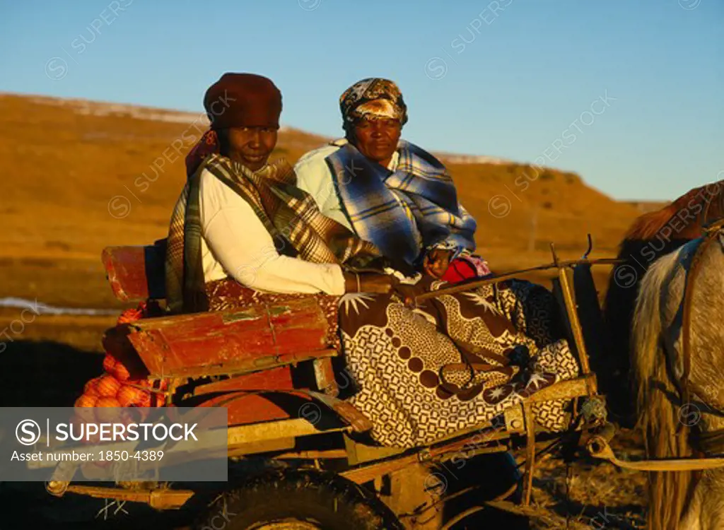 South Africa, Orange Free State, Tribal Peoples, 'Basotho Women In Horse Drawn Cart, Oranges On Back. '