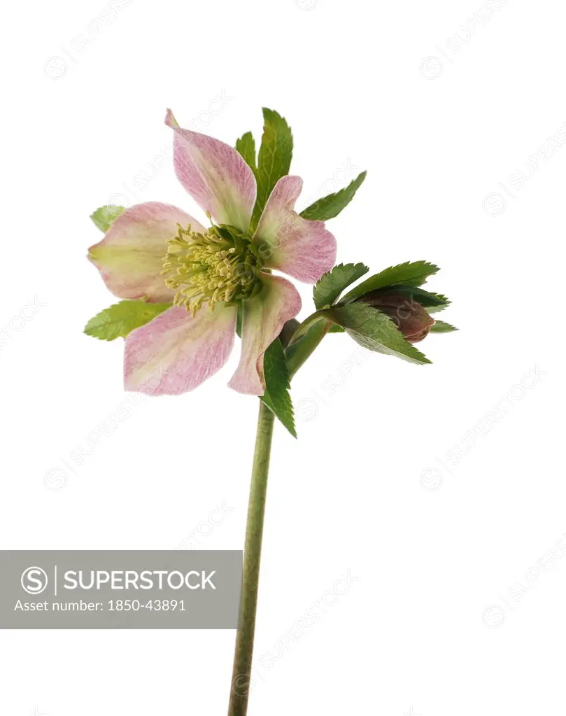 Helleborus purpurascens, Hellebore