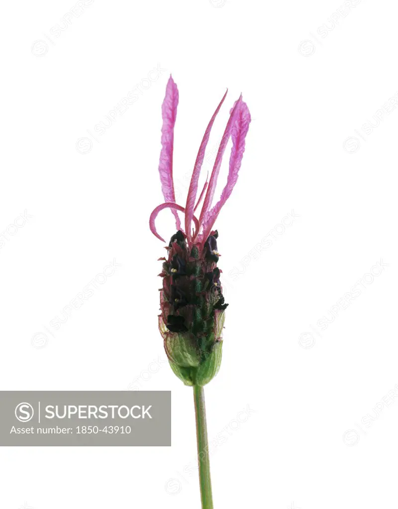 Lavandula stoechas, Lavender, French lavender