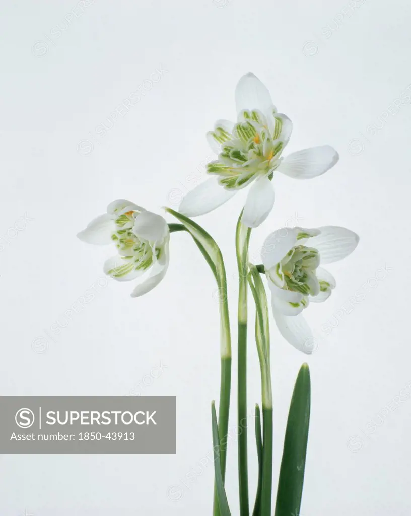 Galanthus nivalis, Snowdrop, Double snowdrop