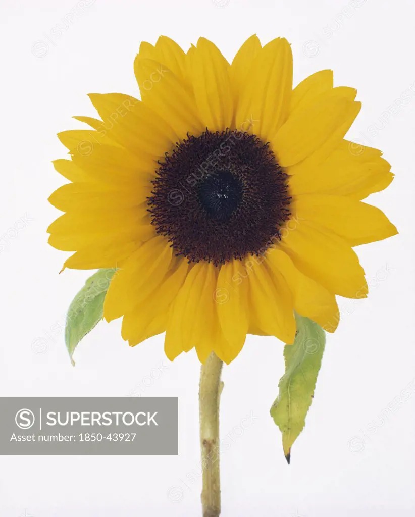 Helianthus annuus, Sunflower