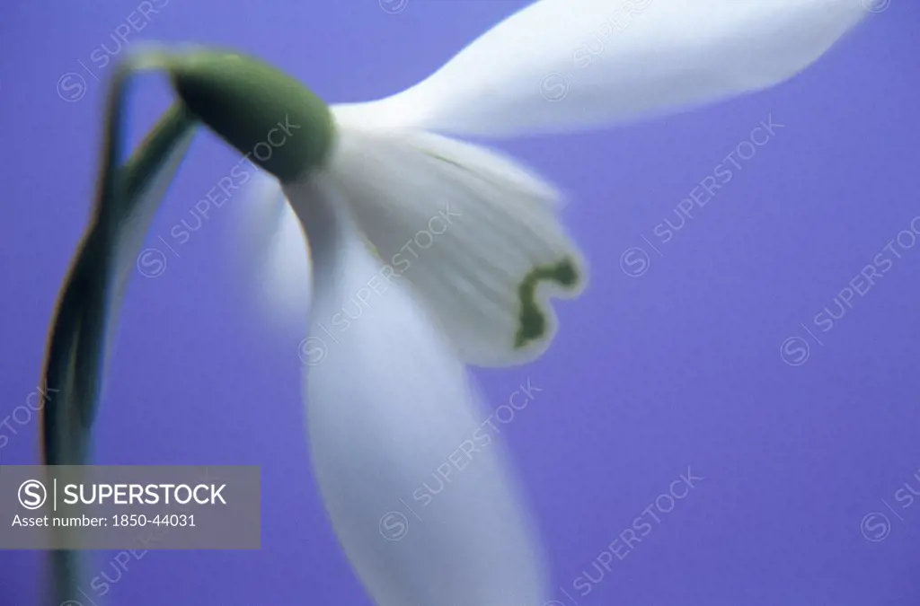 Galanthus nivalis, Snowdrop