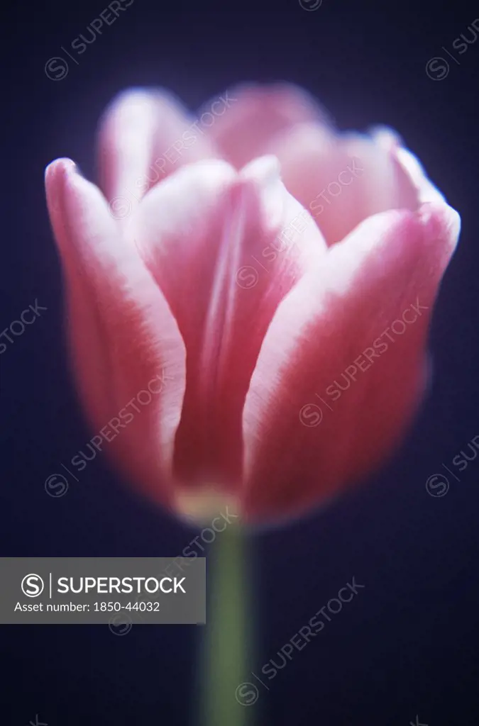 Tulipa 'Lustige witwe', Tulip