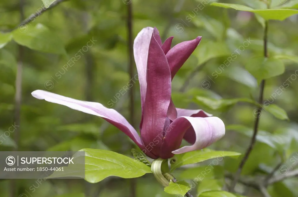 Magnolia soulangeana, Magnolia