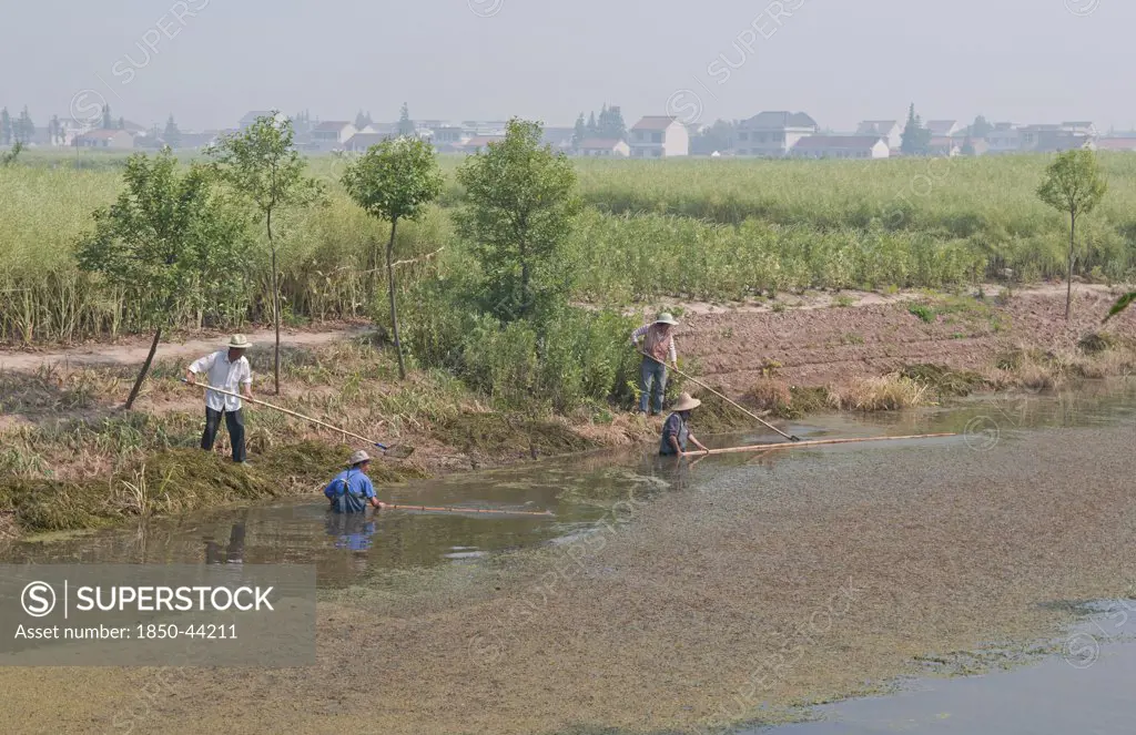 China, Jiangsu, Qidong, Farmers clearing aquatic vegetation from a choked irrigation canal with bamboo poles. They hope to catch any surviving fish in small mesh nets attached to some of the poles. The nutrients from agricultural runoff mainly fertilizer and pesticides is causing the eutrophication of water bodies across China and is a major problem.