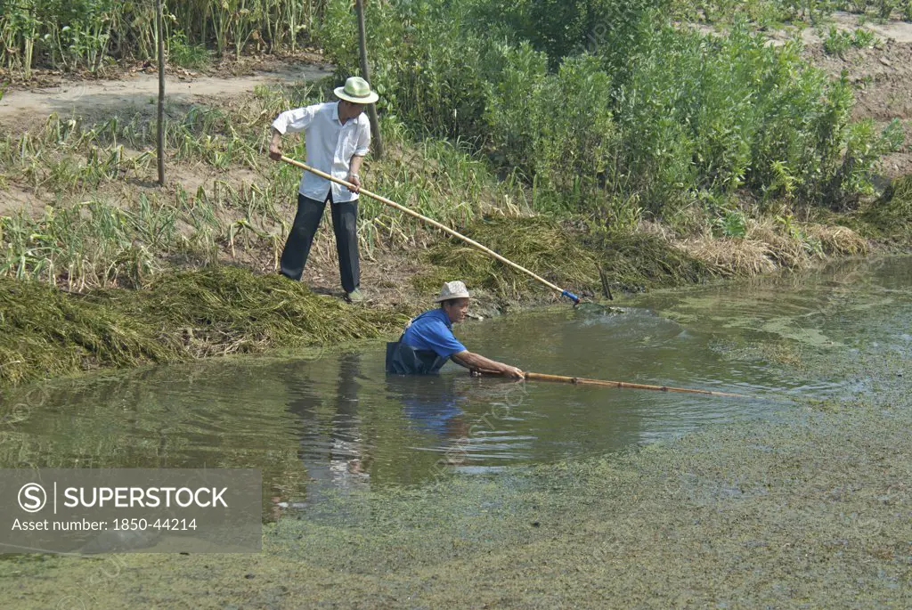 China, Jiangsu, Qidong, Farmers clearing aquatic vegetation from a choked irrigation canal with bamboo poles. They hope to catch any surviving fish in small mesh nets attached to some of the poles. The nutrients from agricultural runoff mainly fertilizer and pesticides is causing the eutrophication of water bodies across China and is a major problem.