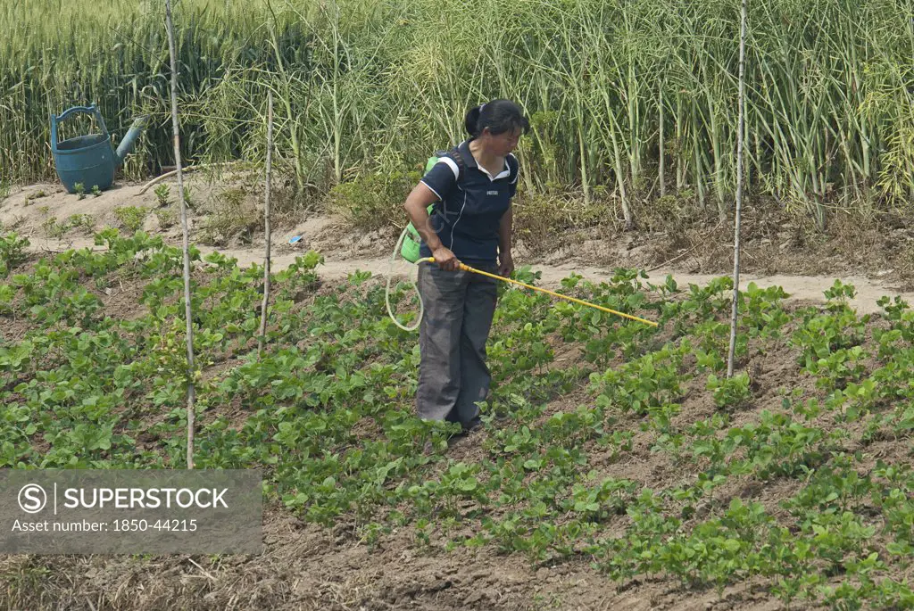 China, Jiangsu, Qidong, Female farmer with a backpack sprayer applying pesticide on vegetables being grown on the bank of a polluted canal. Rapeseed and wheat in background and a green plastic watering can which was used to water the vegetables before applying pesticide.