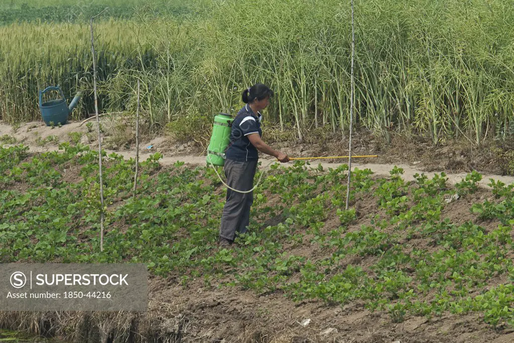 China, Jiangsu, Qidong, Female farmer with a backpack sprayer applying pesticide on vegetables being grown on the bank of a polluted canal. Rapeseed and wheat in background and a green plastic watering can which was used to water the vegetables before applying pesticide.