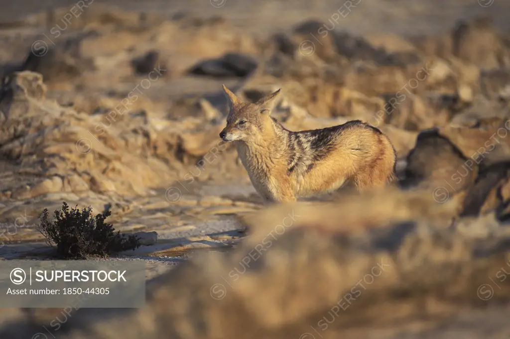 Namibia,  Skeleton Coast , Jackal in the Namib Diamond region Skeleton Coast Namibia. This region is off limts due to Diamond mining activiety by De Beers consequently Jackals have no fear of human presence.
