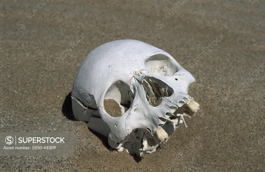Namibia,  Namib Naukluft desert., Skeleton head unearthed as the dunes have shifted. This corpse was left over from the graves of a diamond mine in Namib Naukluft desert. Probably from the turn of the 19th to 20th century. Access is restricted due to Diamond mining activity by De Beers.
