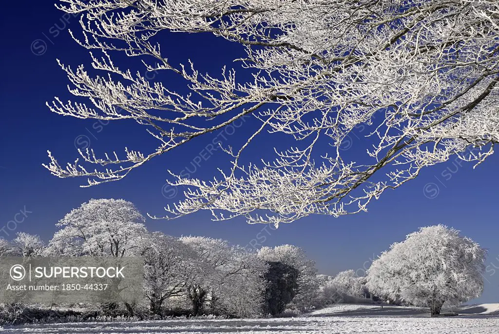Ireland, County Sligo, Sligo Town, Winter scene with frosted trees in the grounds of the Clarion Hotel