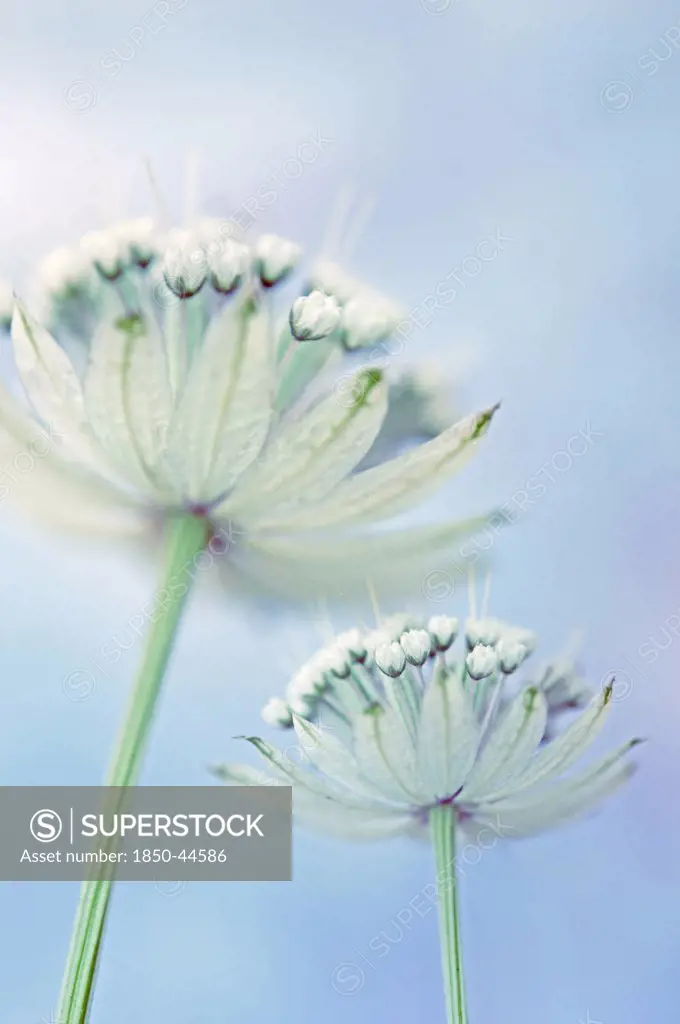 Astrantia Cultivar, Astrantia, Masterwort, White subject, Blue background.