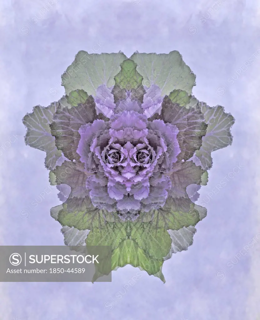 Brassica oleracea, Cabbage, Ornamental cabbage, Purple subject, Grey background.