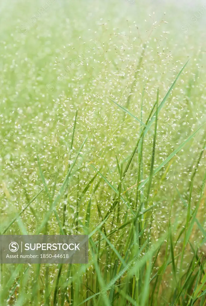 Silvery hair grass, Aira caryophylla, Silver subject.