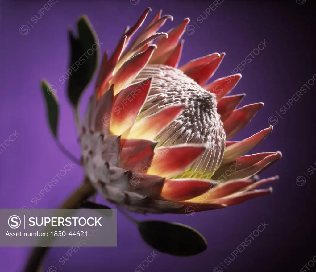 Protea, Protea cynaroides, Purple background.