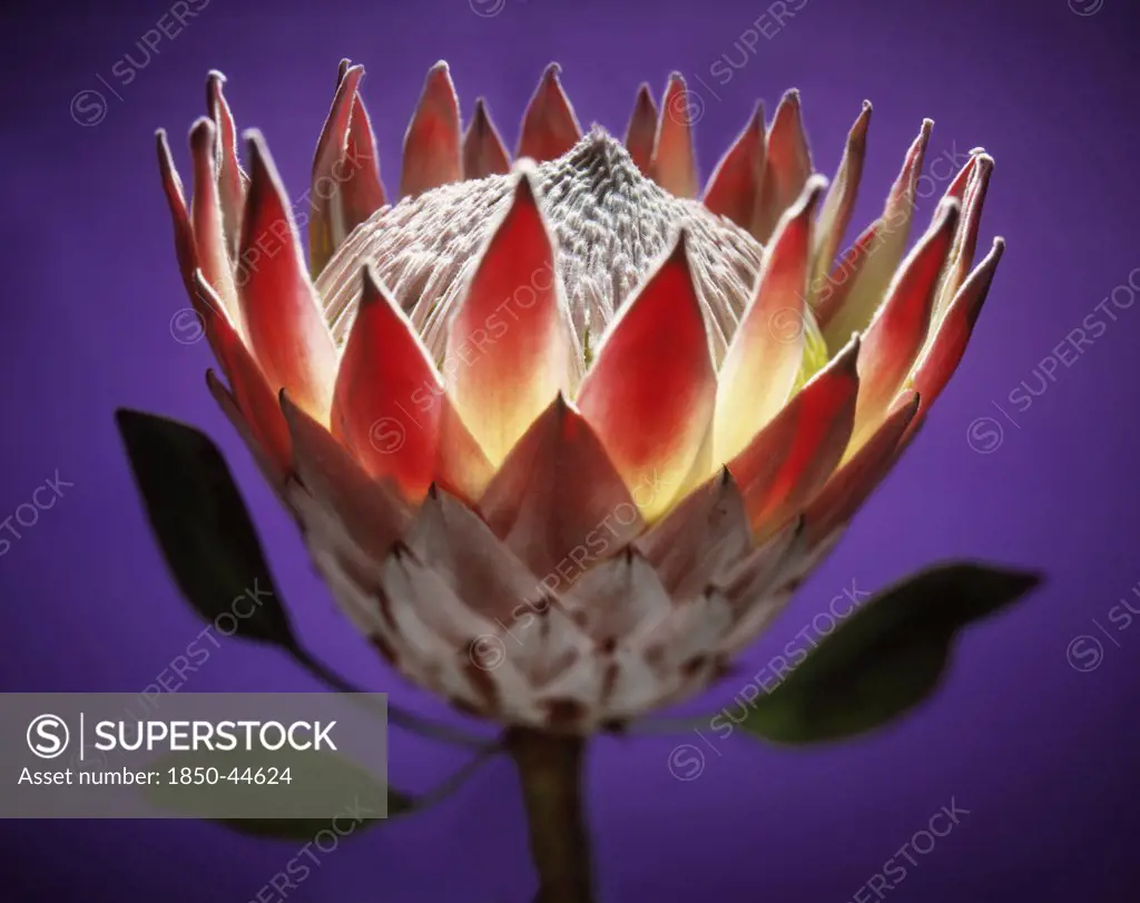 Protea, Protea cynaroides, Purple background.