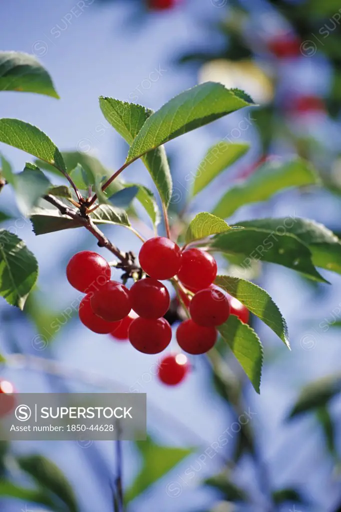 Cherry, Prunus, Red subject.