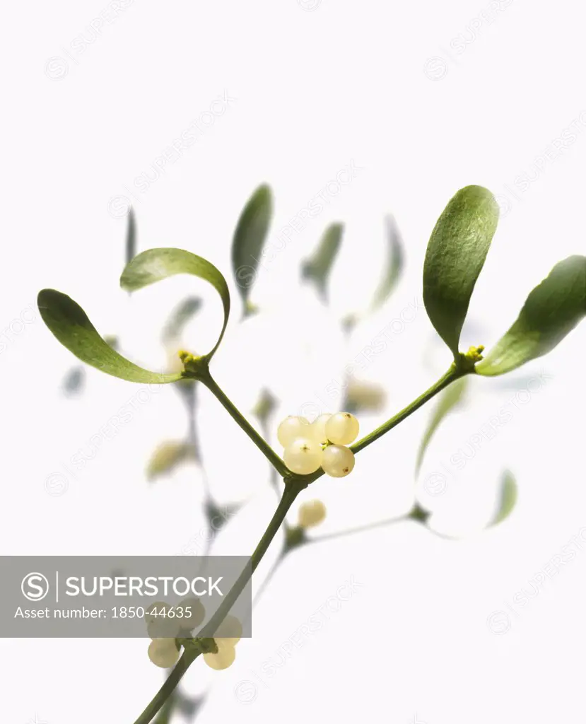 Mistletoe, Viscum album, White subject, White background.