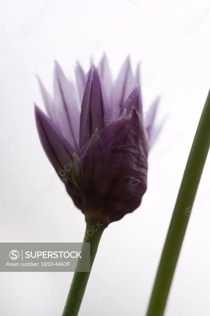Allium schoenoprasum, Chive, Purple subject.