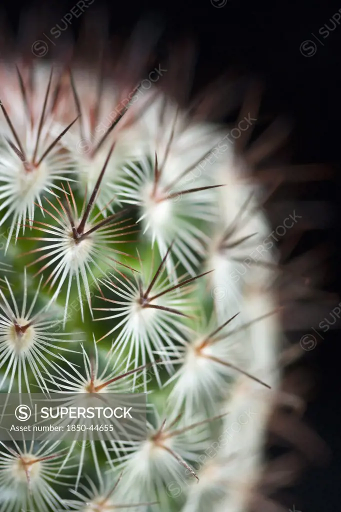 Cactus, Pincushion cactus, Mammillaria microhelia, Green subject, Black background.