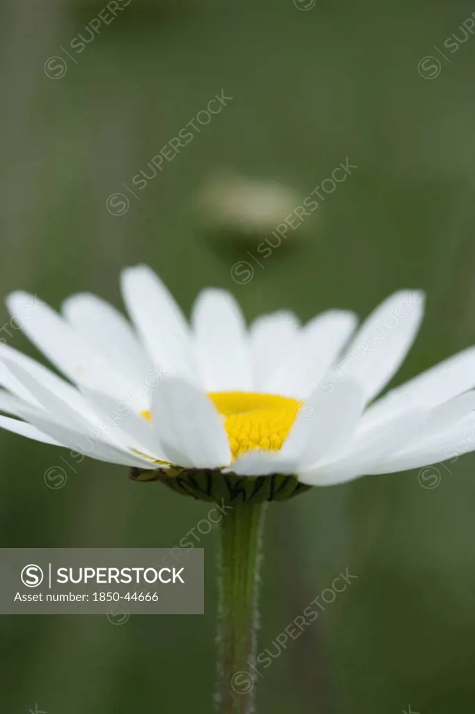 Daisy, Ox-eye daisy, Leucanthemum vulgare, White subject, Green background.