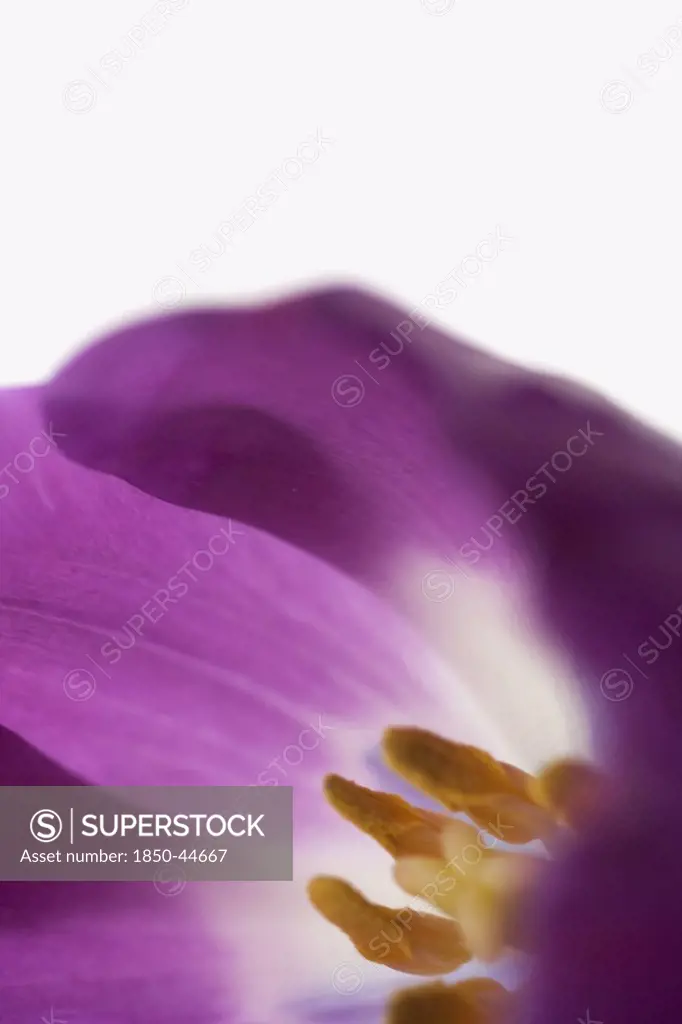 Tulip, Dwarf tulip, Tulipa cultivar, Purple subject, White background.