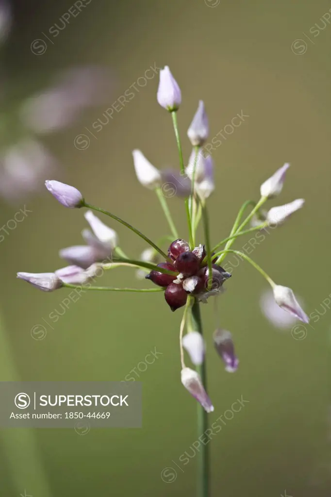 Allium, Allium roseum, Purple subject.