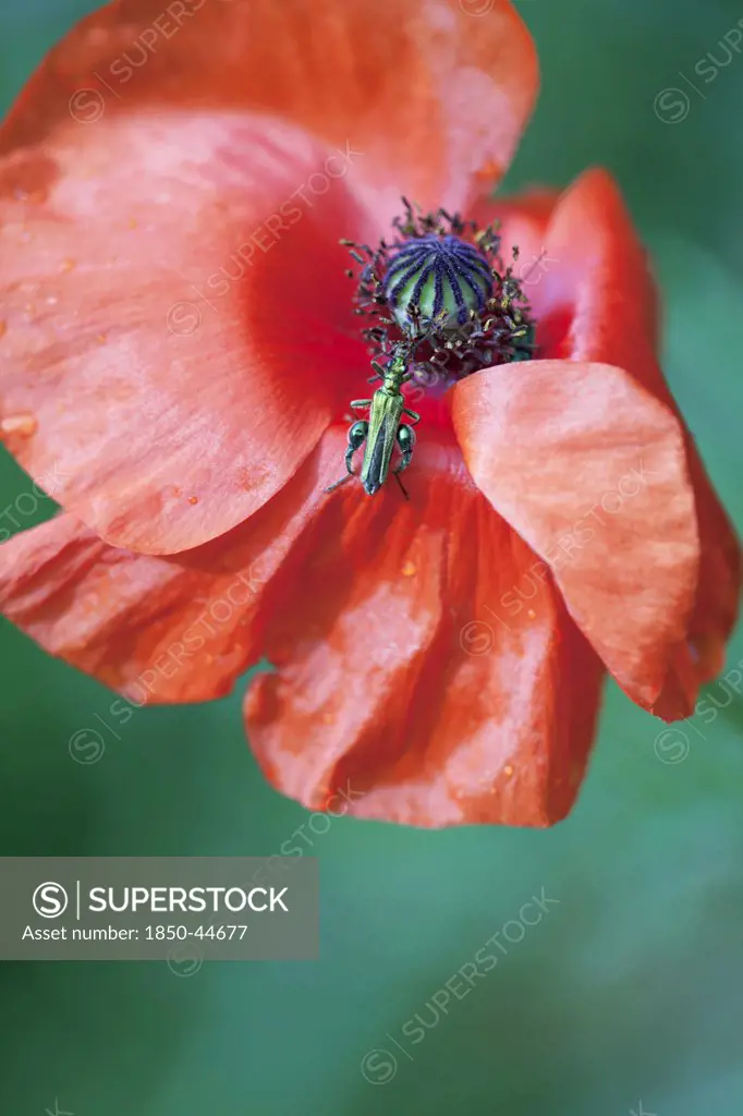 Poppy, Papaver rhoeas, Red subject, Green background.