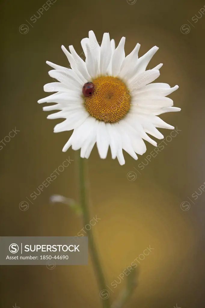 Daisy, Ox-eye daisy, Leucanthemum vulgare, White subject.