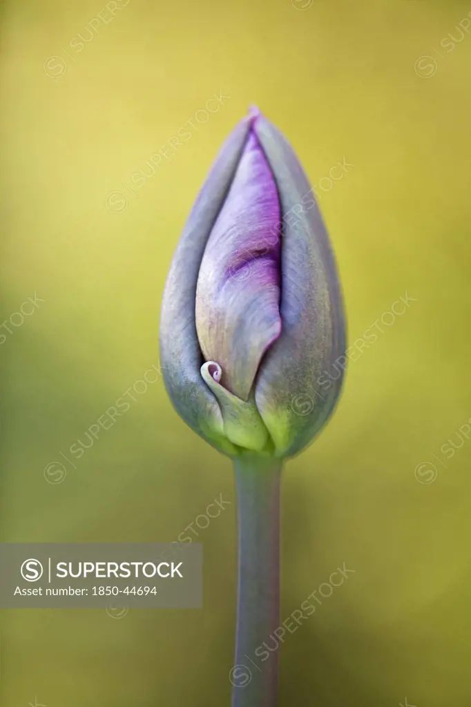 Tulip, Tulipa 'Queen of Night', Purple subject.