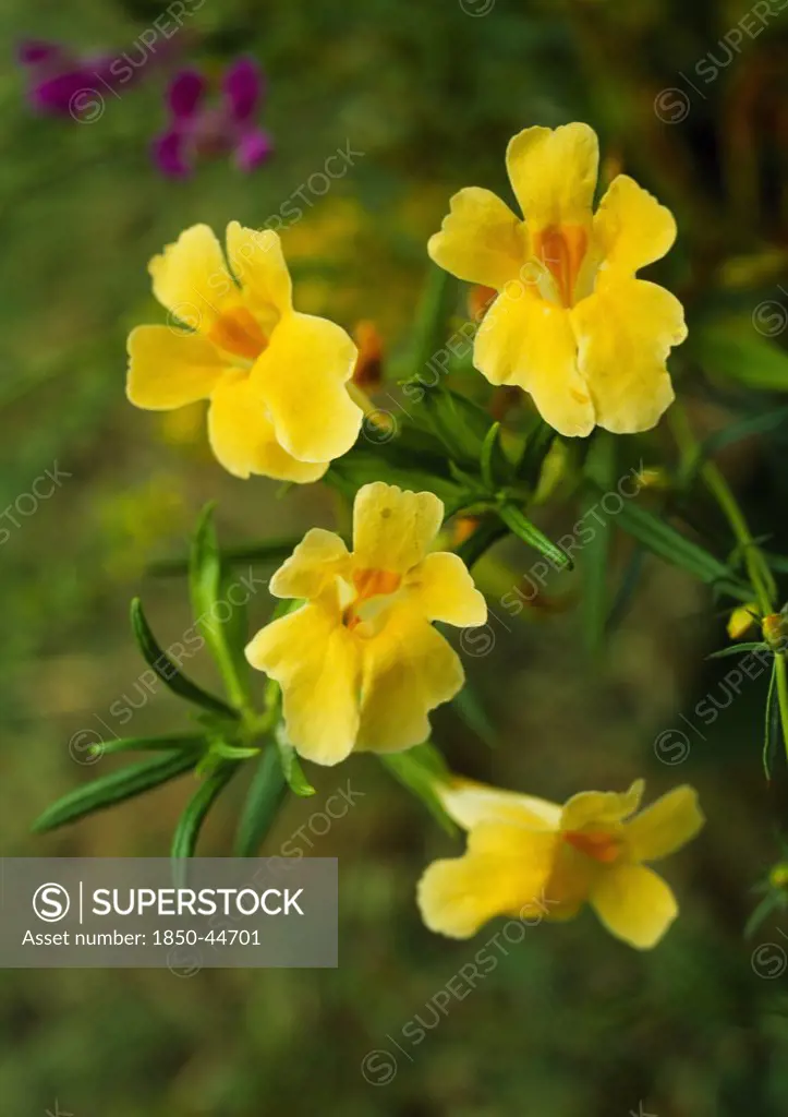 Monkey flower, Mimulus - variety not identified, Yellow subject, Green background.