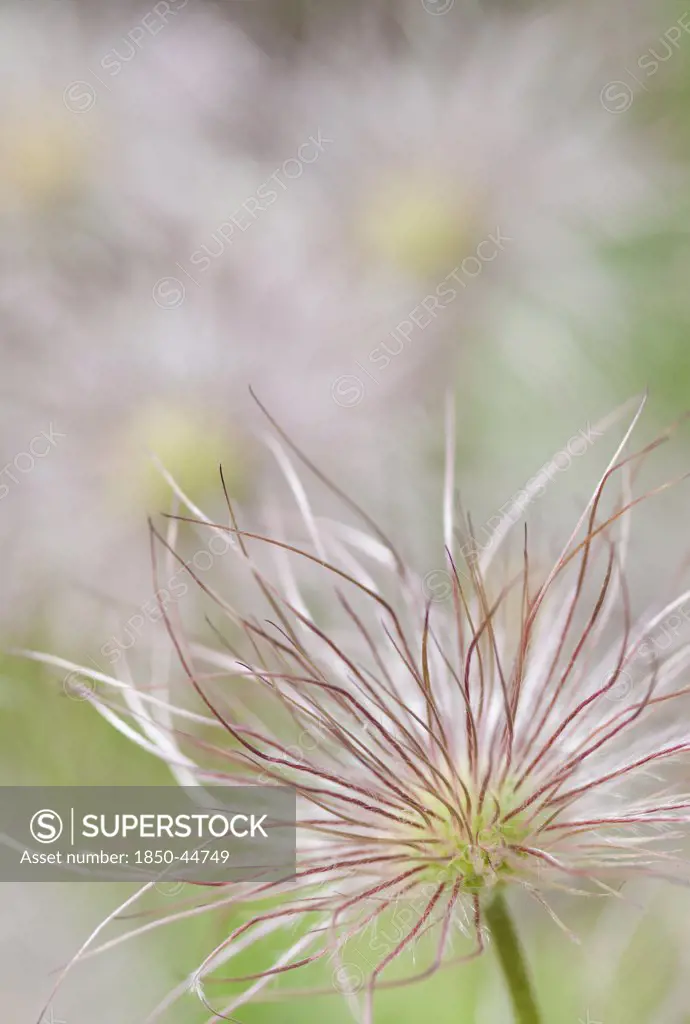 Pulsatilla vulgaris, Pasque flower, Grey subject.
