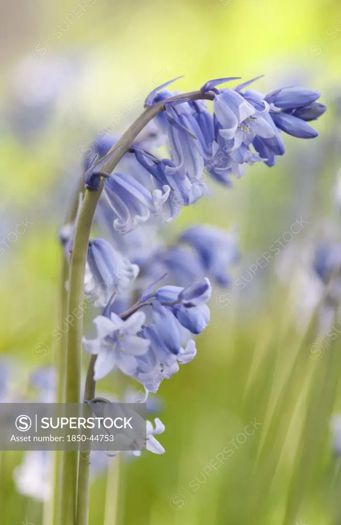 Hyacinthoides non-scripta, Bluebell, English bluebell, Blue subject.