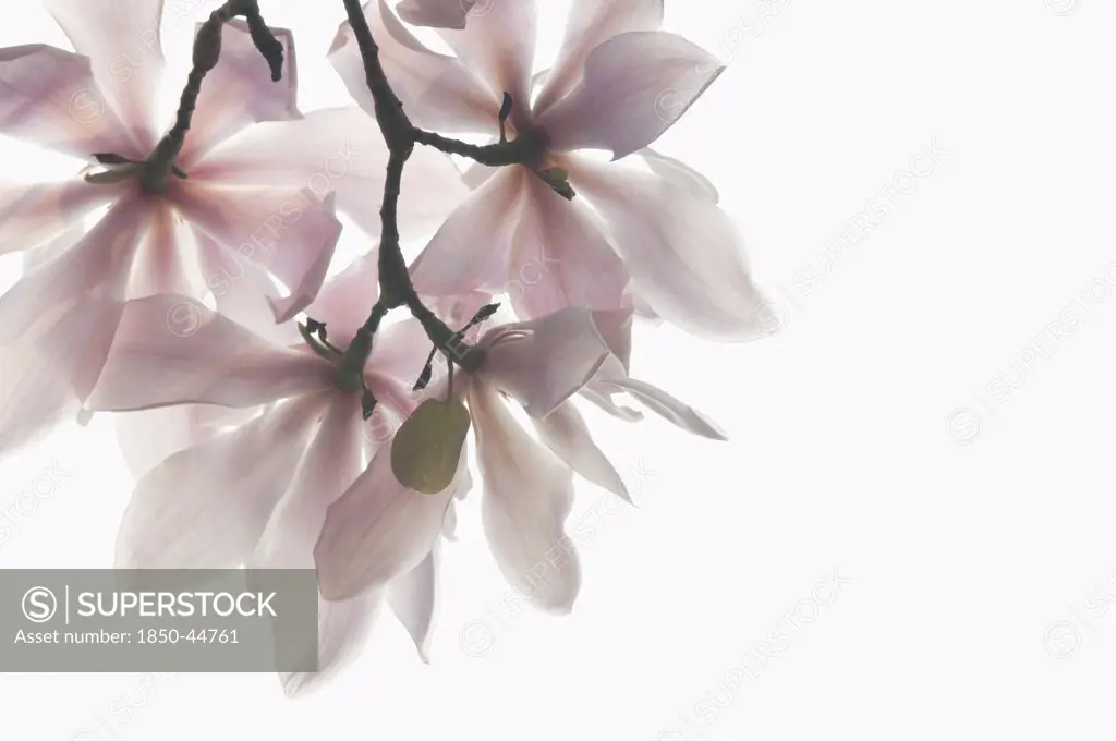 Magnolia sprengeri 'Diva', Magnolia, Pink subject, White background.