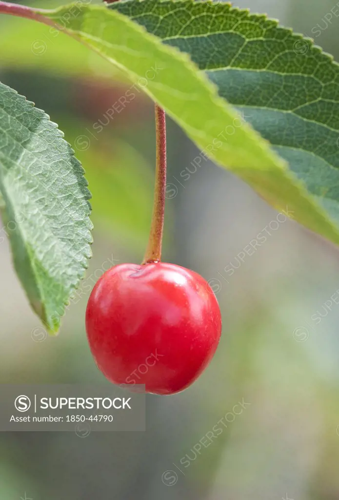 Cherry, Acid cherry, Prunus cerasus 'Nabella', Red subject.