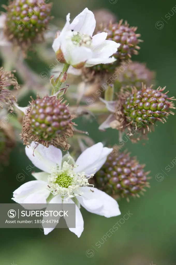 Blackberry, Rubus laciniatus 'Loch Ness', White subject.