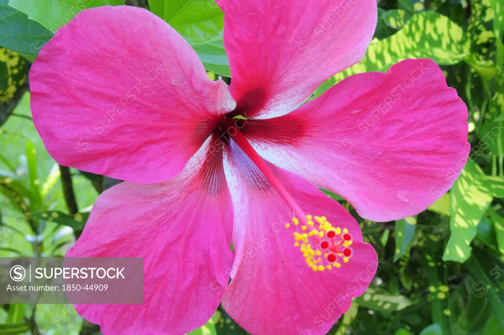 Pink Hibiscus flower, Mexico Veracruz Papantla