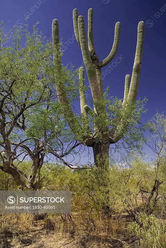 Cactus Plants, USA Arizona Saguaro National Park