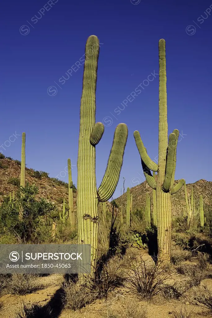 Cactus Plants, USA Arizona Saguaro National Park
