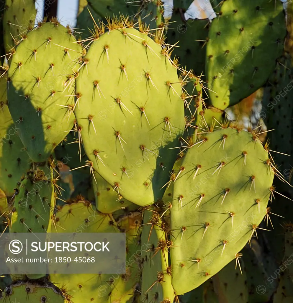 Detail of Cactus Plant  , USA Arizona Saguaro National Park