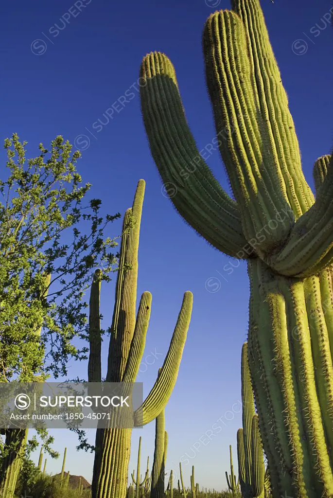 Catus Plants against a blue sky, USA Arizona Saguaro National Park
