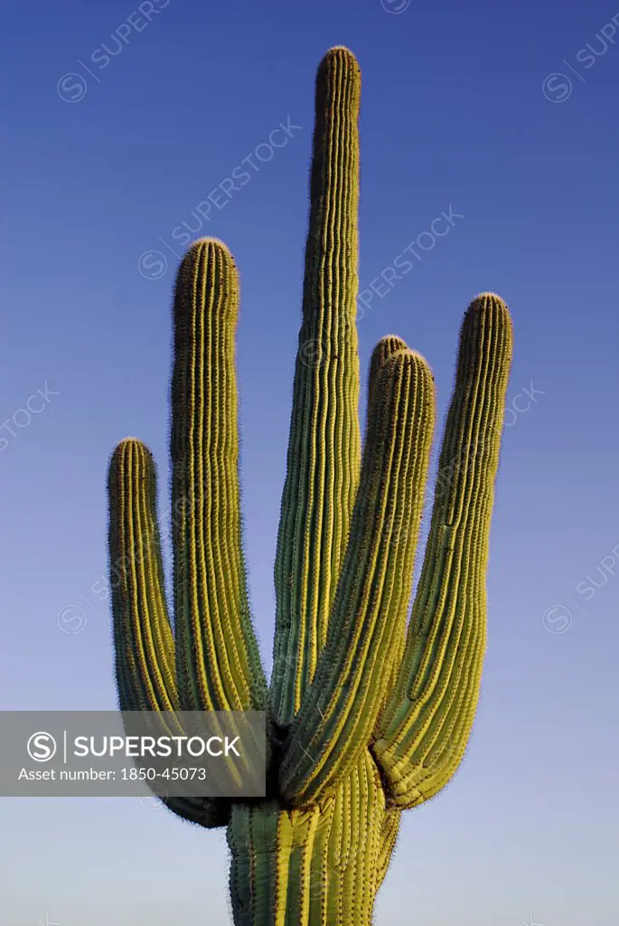 Top section of Catus Plant against a blue sky, USA Arizona Saguaro National Park