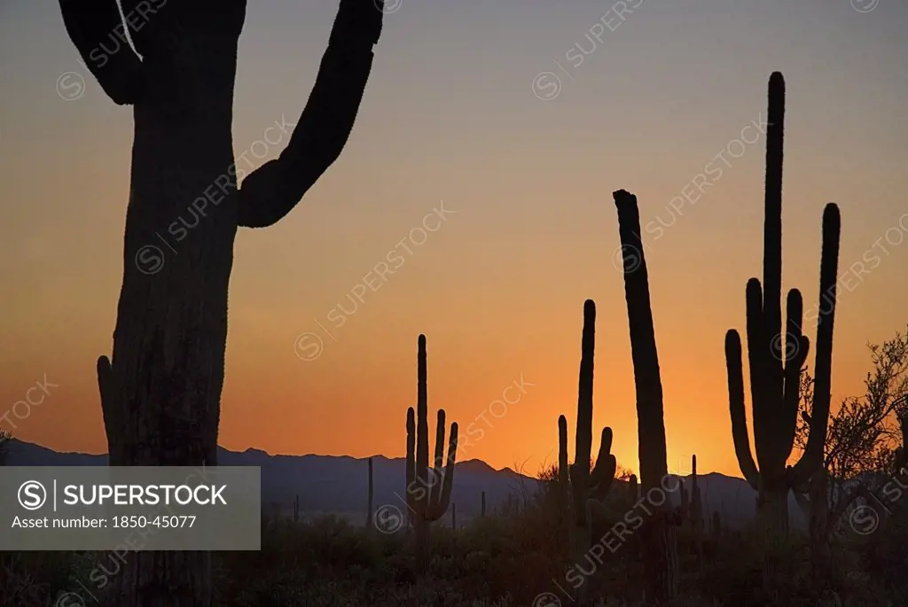 Catus Plants in golden dusk light, USA Arizona Saguaro National Park