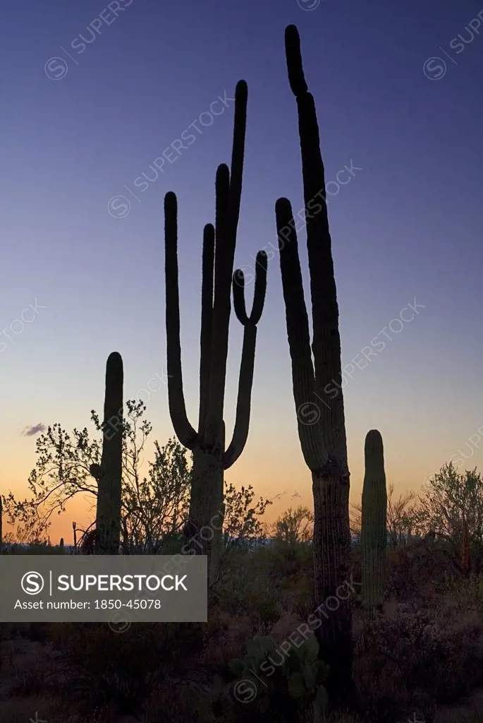 Catus Plants silhouetted in dusk light, USA Arizona Saguaro National Park