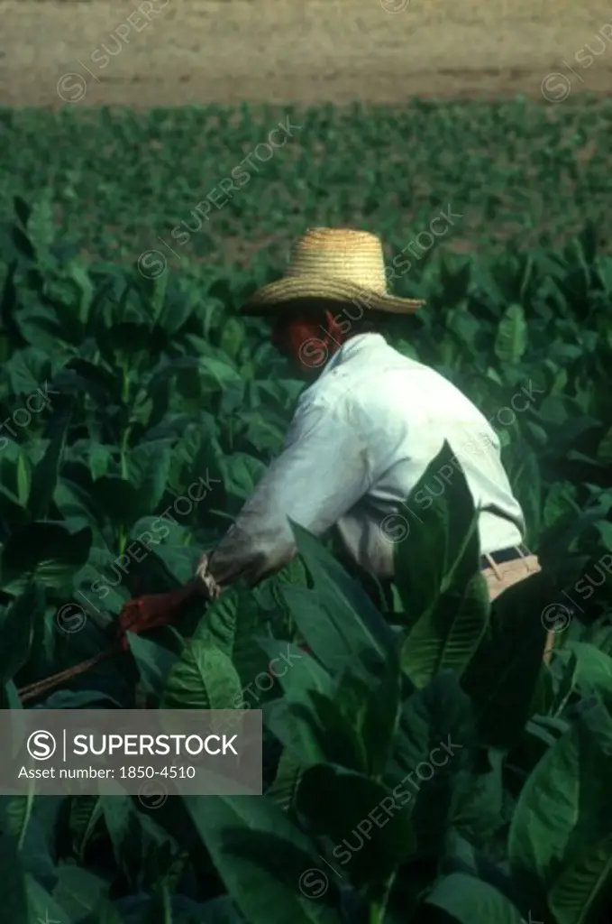 Cuba, Pinar Del Rio, Tobacco Worker In Field