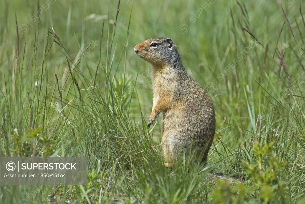 Columbian Ground Squirrel Spermophilus columbianus in the grass standing on hind legs to get a better view.Canada Alberta Waterton Lakes National Park