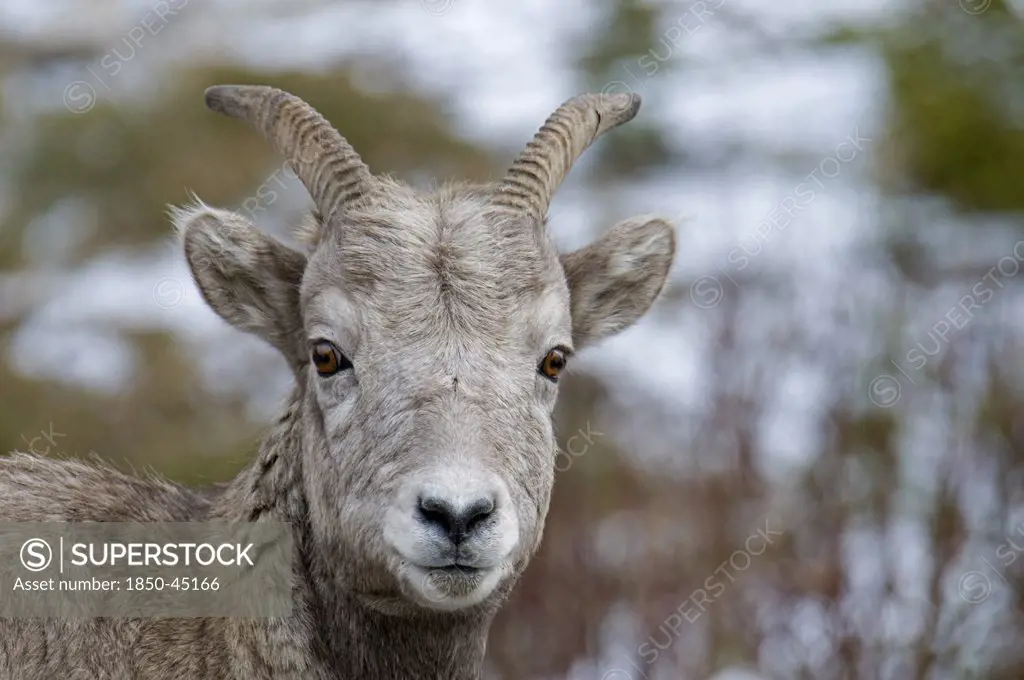 Close up of Mountain Goat Oreamnos americanus at Highwood Pass.Canada Alberta Kananaskis