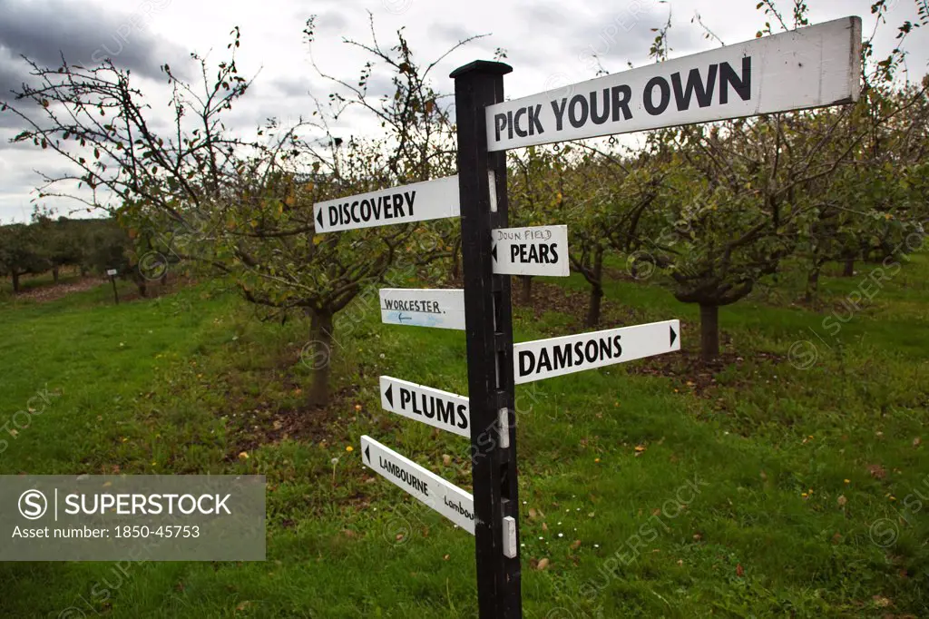 Fruit, Orchard, Pick Your Own, signs pointing the way to rows containing different varietes of tree in Grange Farm.