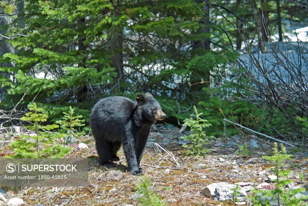 Canada, Alberta, Waterton Lakes NP, Black Bear cub Ursus americanus at this UNESCO World Heritage Site, Evening light glinting on black fur, fresh young pine tree growth, remnants of snow in background.