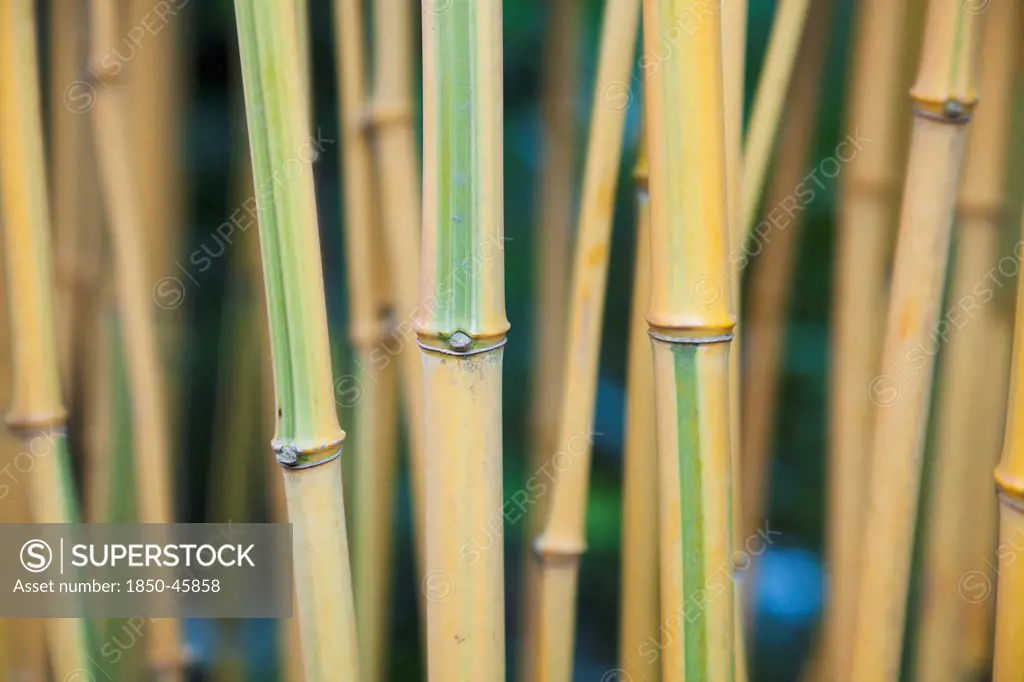 Plants, Tree, Bamboo.